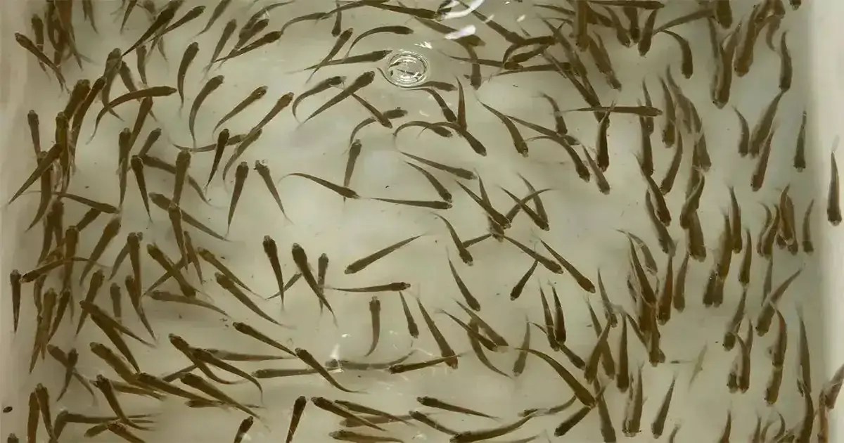 How Often To Feed Fish Fry 9 Tips Improving Fry Survival