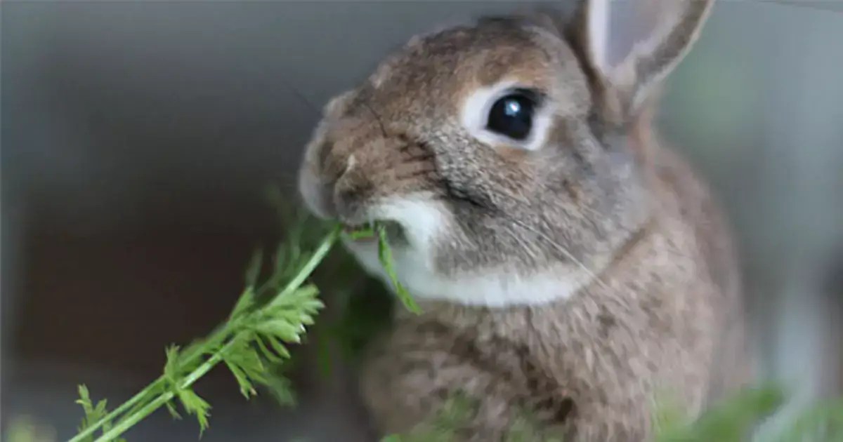 Feeding Your Rabbit What To Feed And What Not To Feed