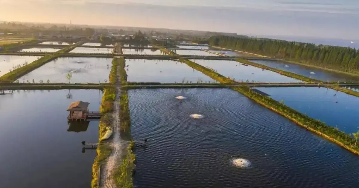 Best Catfish Feeding Guide What To Feed Catfish In A Pond