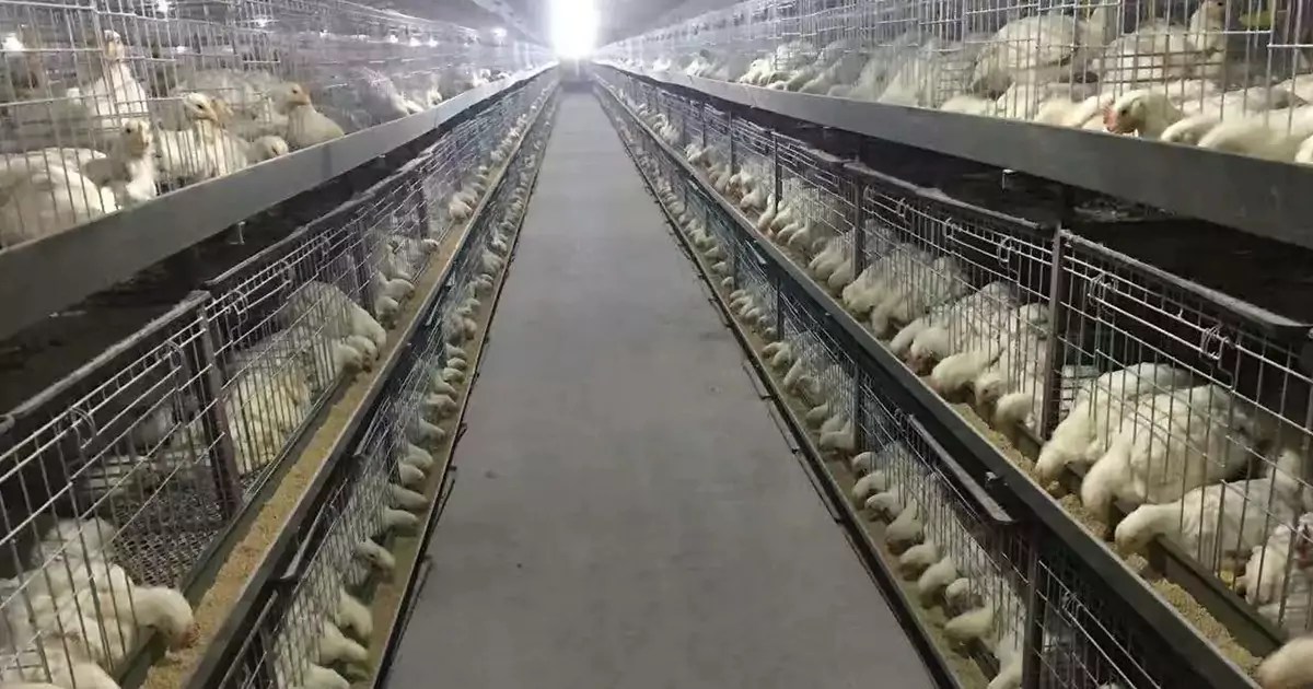 How To Keep Chickens Warm In Cold Winter At Night By 6 Tips