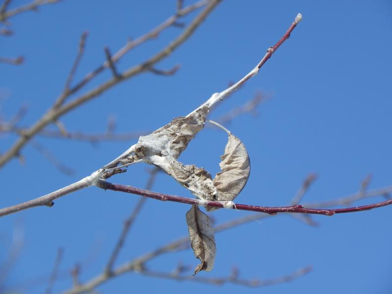 Hunting down — and annihilating — brown tail moths in Belfast PenBay