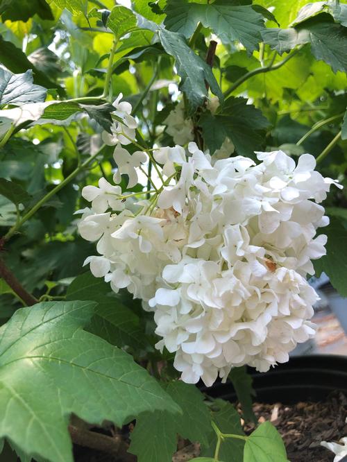 European Snowball Viburnum Viburnum opulus Sterile from Pender Nursery