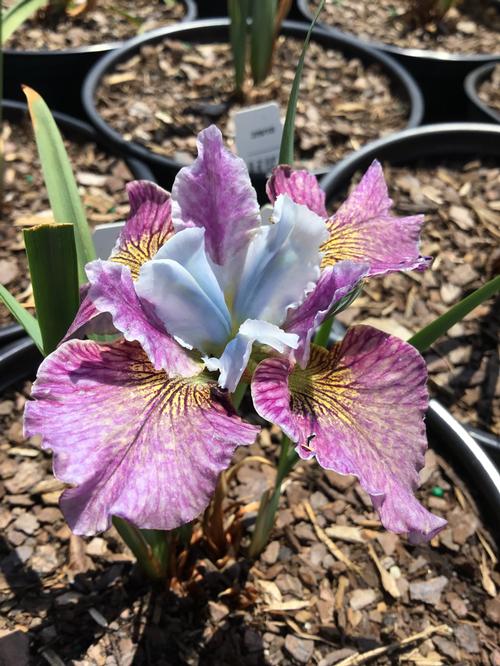 Painted Woman Siberian Iris Iris sibirica Painted Woman from Pender Nursery