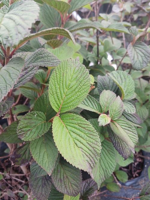 Opening Day™ Viburnum Viburnum plicatum Opening Day™ PP28958 from