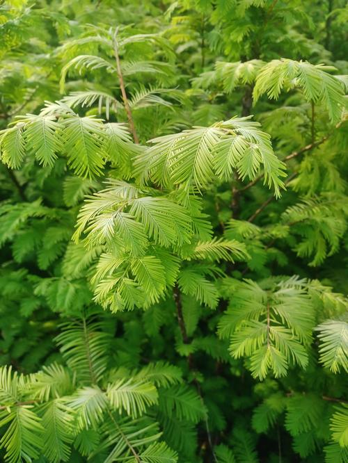 Amber Glow™ Dawn Redwood Metasequoia glyptostroboides Amber Glow™ PP