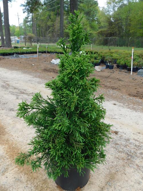 Radicans Japanese Cedar Cryptomeria japonica 'Radicans' from Pender Nursery