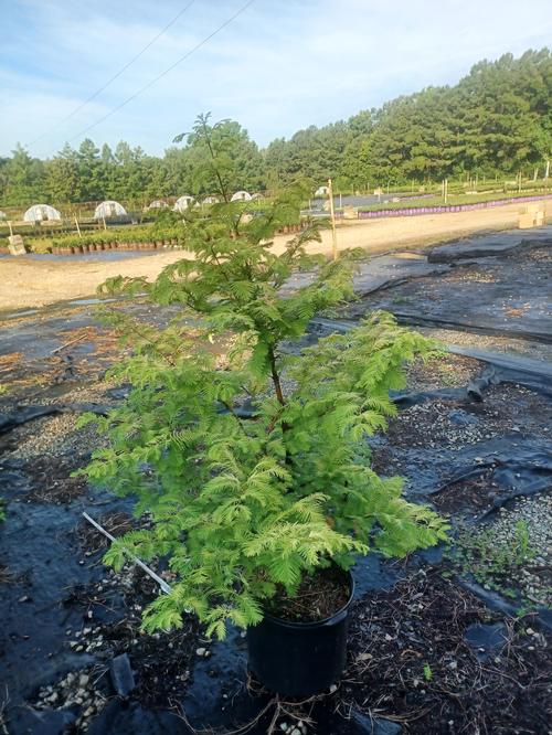 Amber Glow™ Dawn Redwood Metasequoia glyptostroboides Amber Glow™ PP
