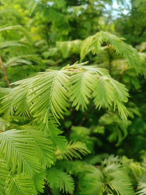 Amber Glow™ Dawn Redwood Metasequoia glyptostroboides Amber Glow™ PP