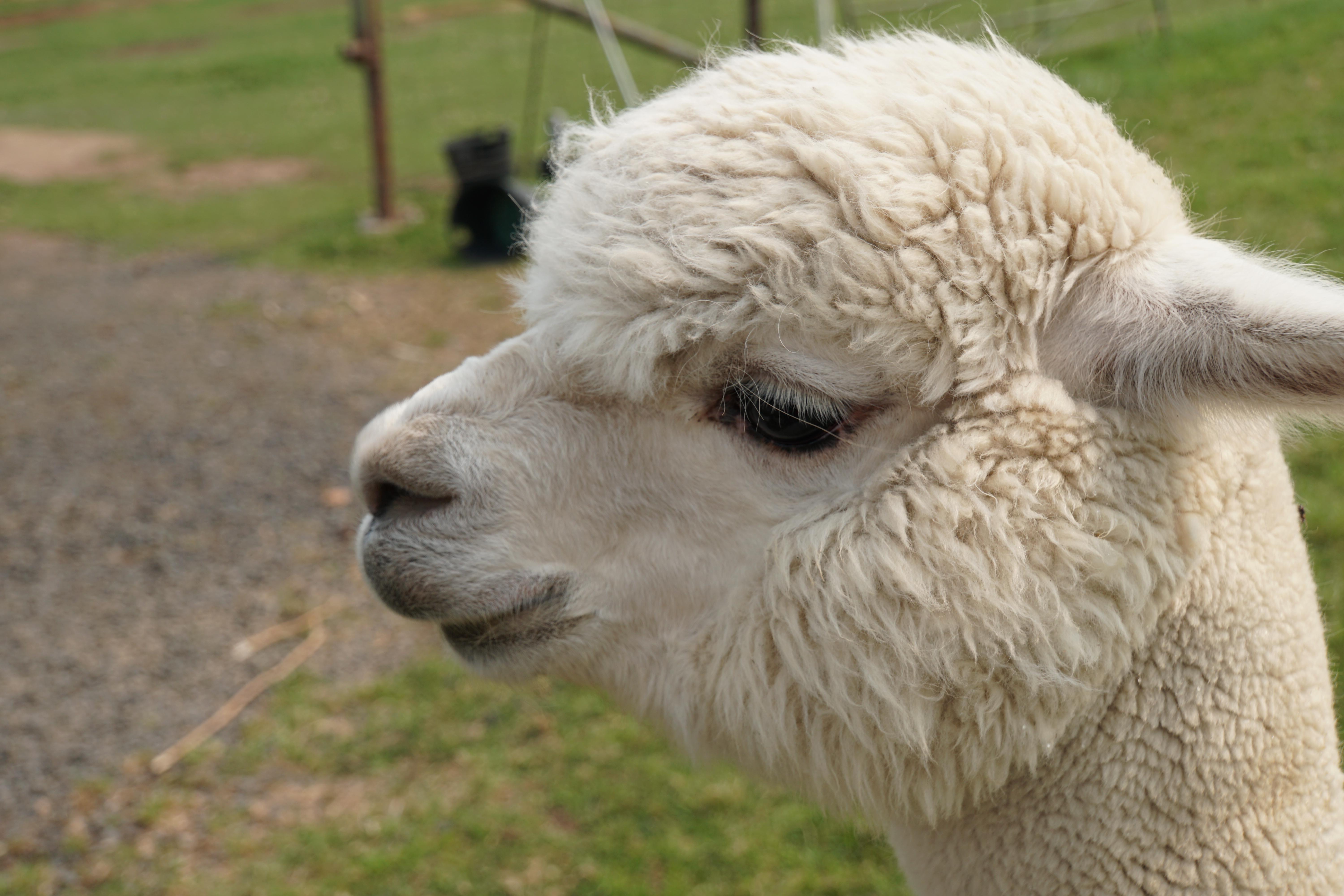 White Alpaca Profile Penelope Peru Photography