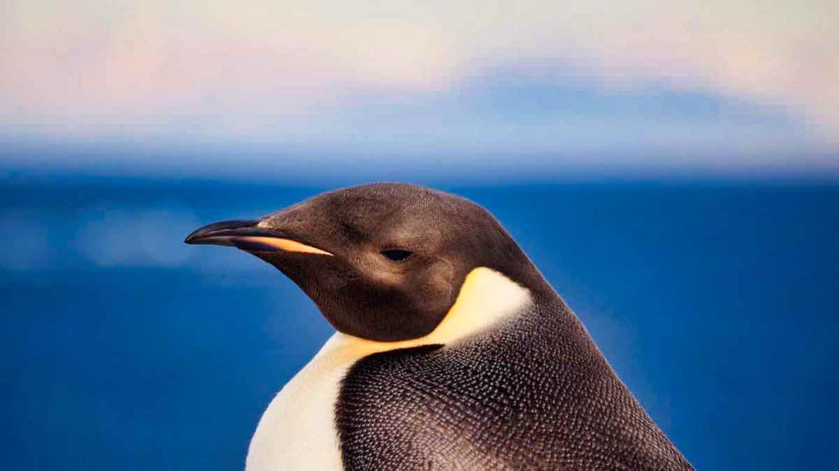 Emperor penguins Aptenodyptes forsteri