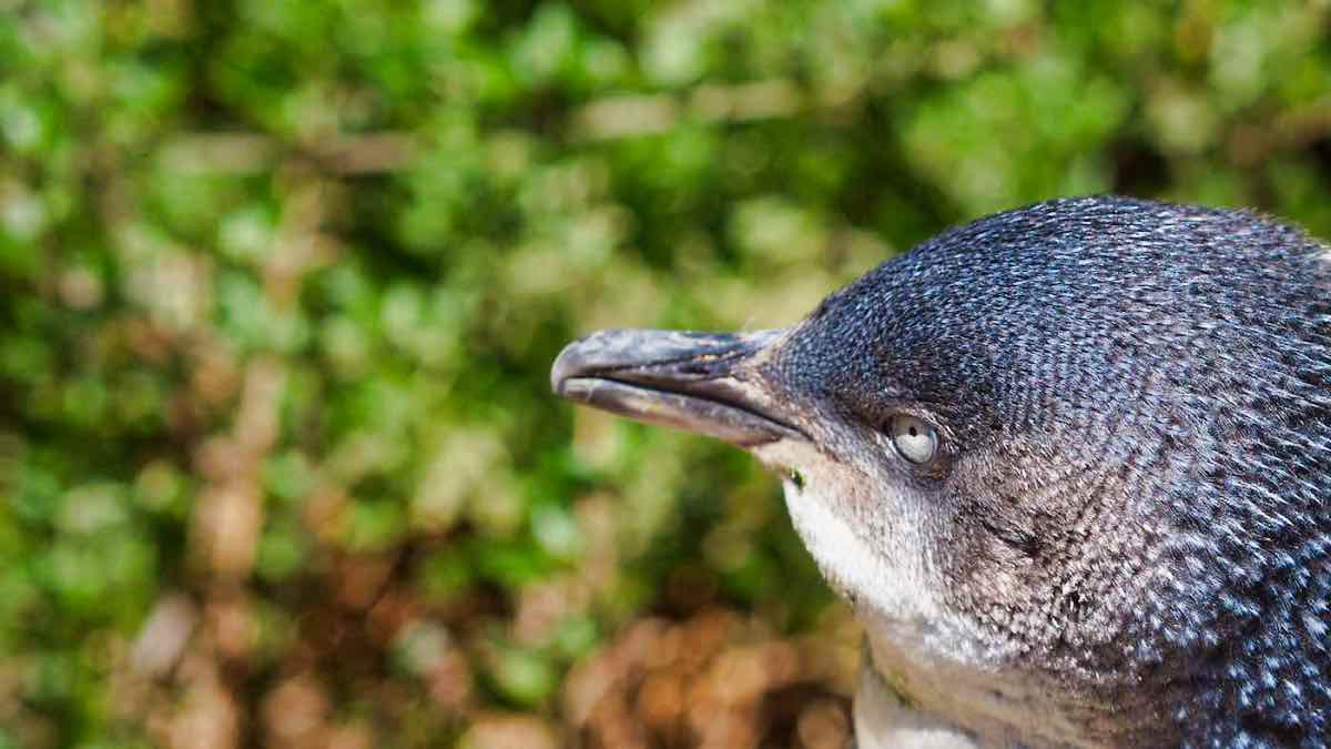 Little Penguin Eudyptula minor