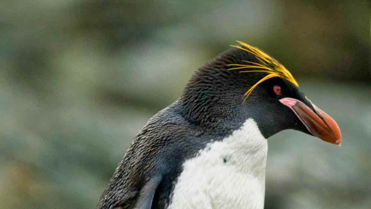 The penguin genus Eudyptes
