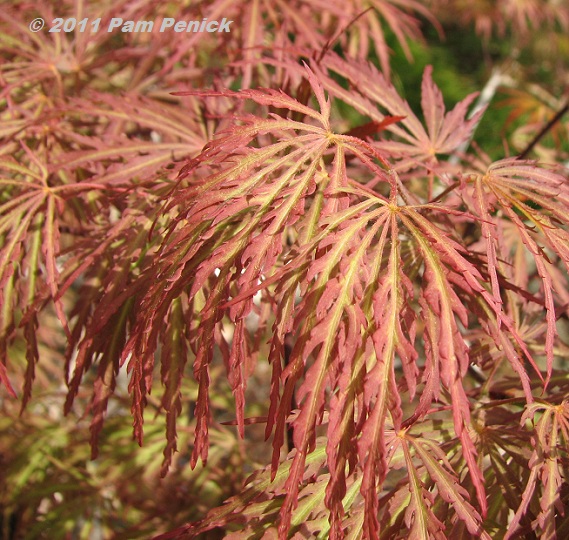 Japanese Garden at Zilker Botanical Garden Digging