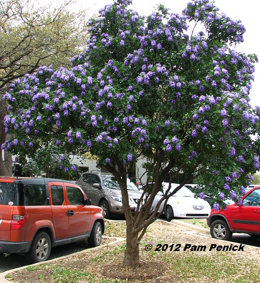 Purple Flowering Trees In Texas Best Smelling Tree In Texas Sophora