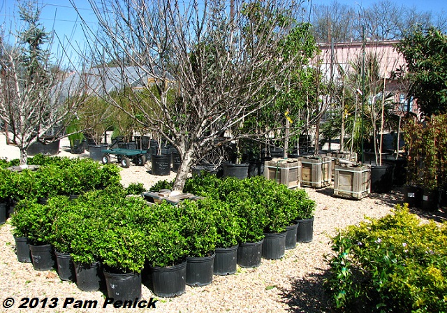 Mark Word's Jardineros nursery in east Austin Digging