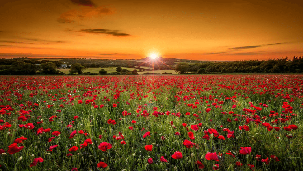 Poppy Fields In Remembrance Pennine Music Publishing