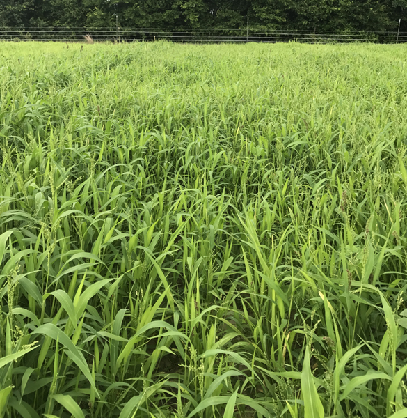 Brown Top Millet Food Plot Seed Pennington