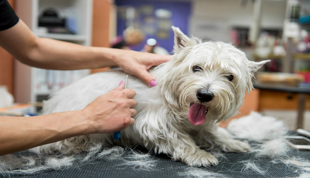 Tips for Grooming Dogs for Winter Weather
