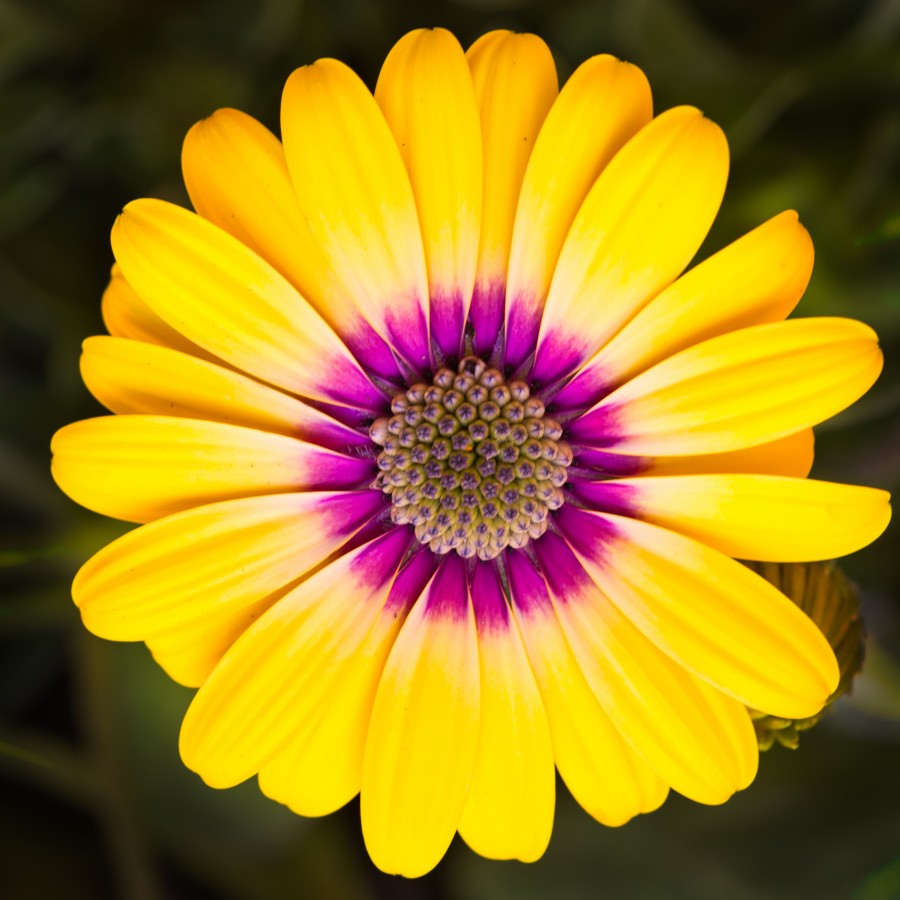 daisey - Pentax User Photo Gallery