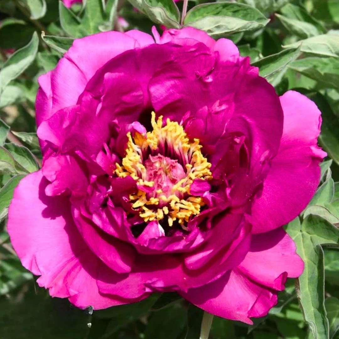 Pfingstrose kaufen | Pfingstrose Rockii "Bonn" Long Yuan Hong – peonly