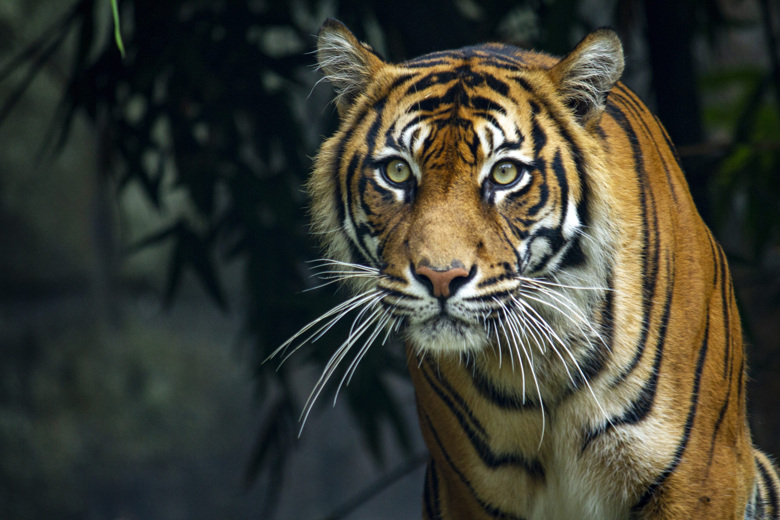 Why Is Everyone Talking About ‘Tiger King’? PeopleHype(04)