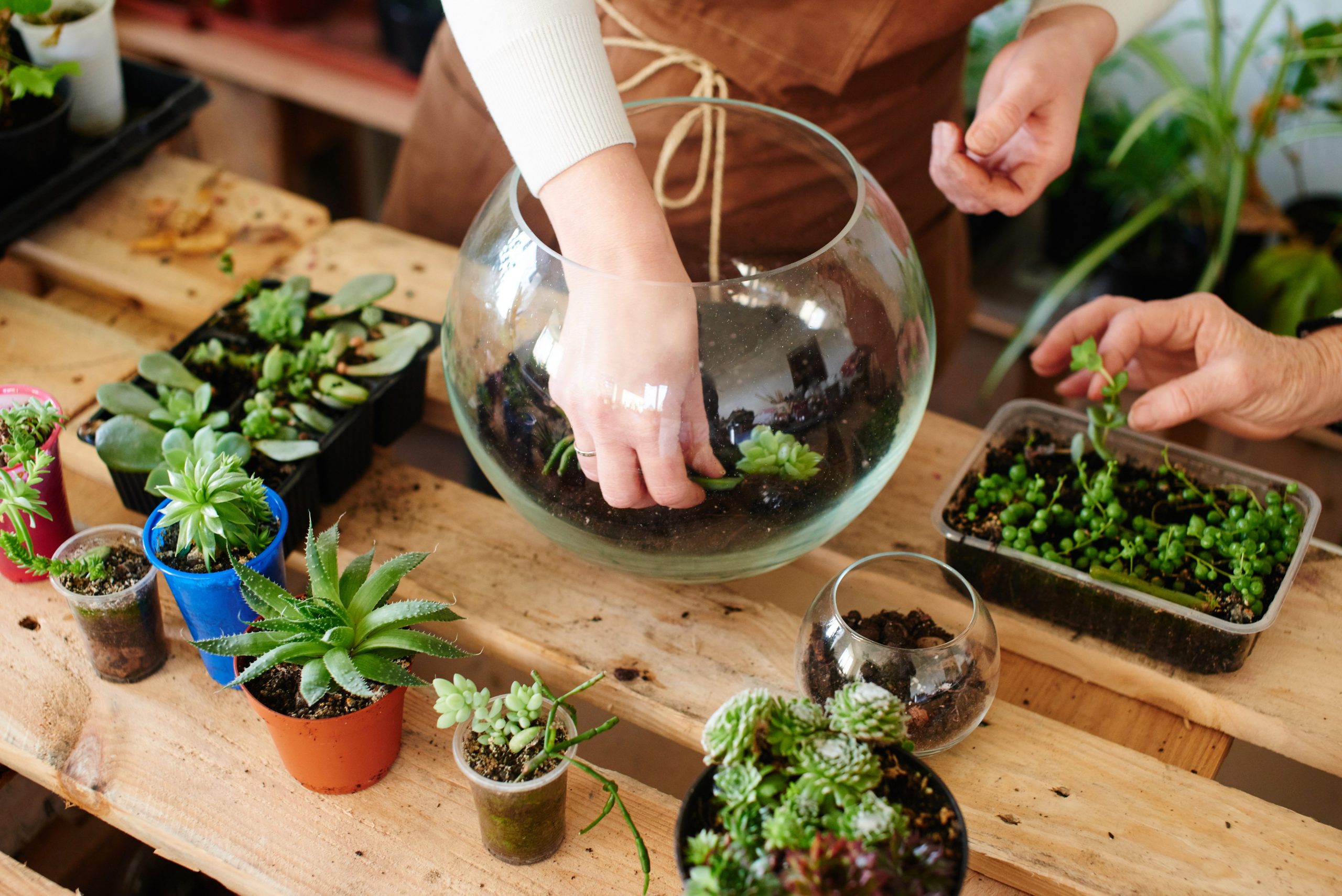 Terrariums How to Care for a Terrarium PeopleHype