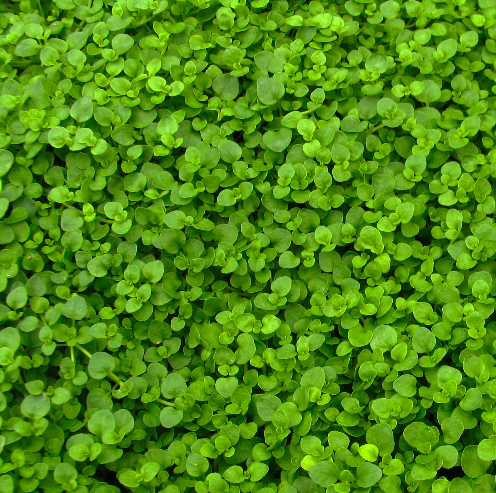 Corsican Mint White Peoria Gardens, Inc.