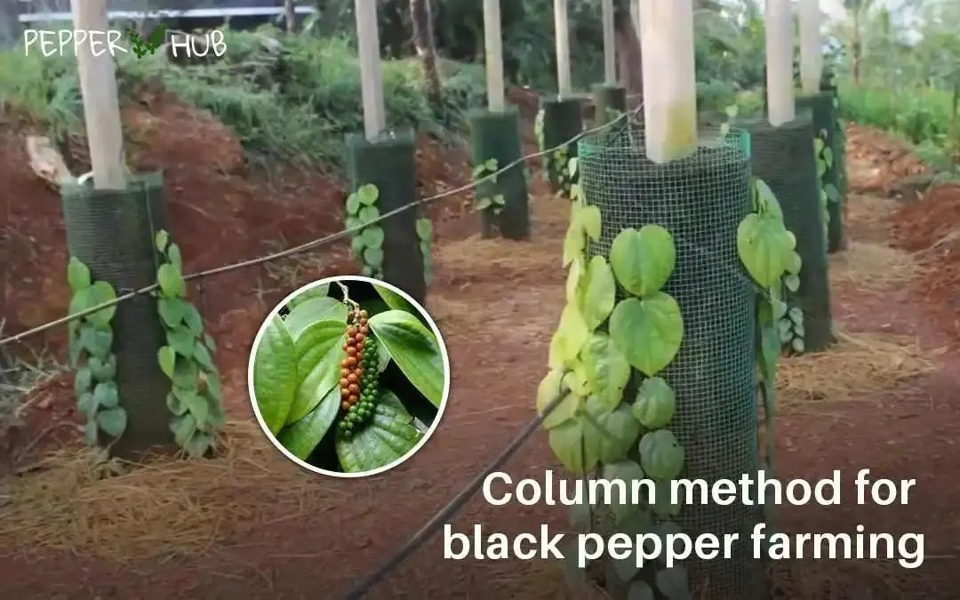 Column method for black pepper farming PepperHub