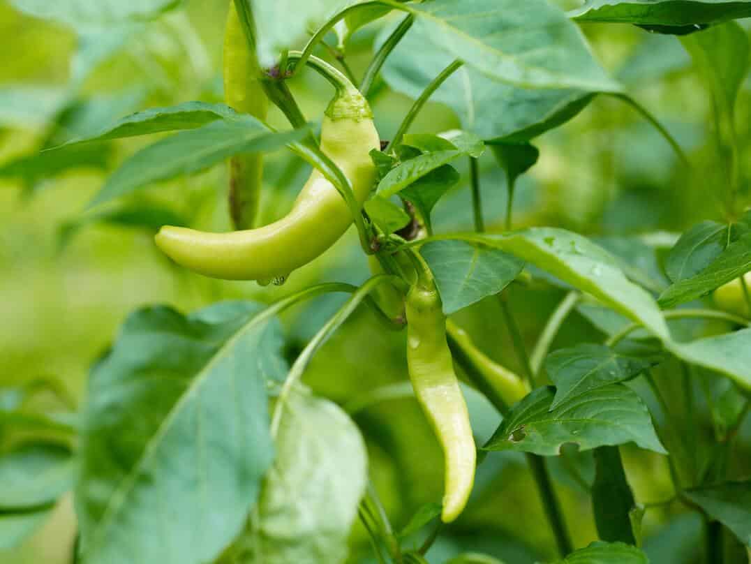 Pepperoncini Vs. Banana Pepper PepperScale Showdown
