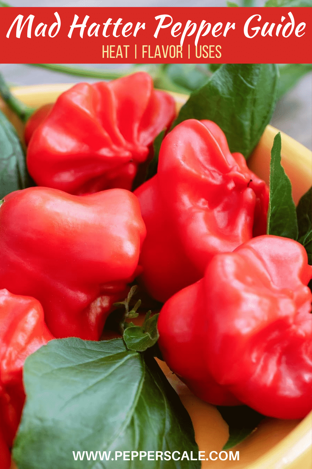 Mad Hatter Pepper Guide Heat, Flavor, Uses PepperScale