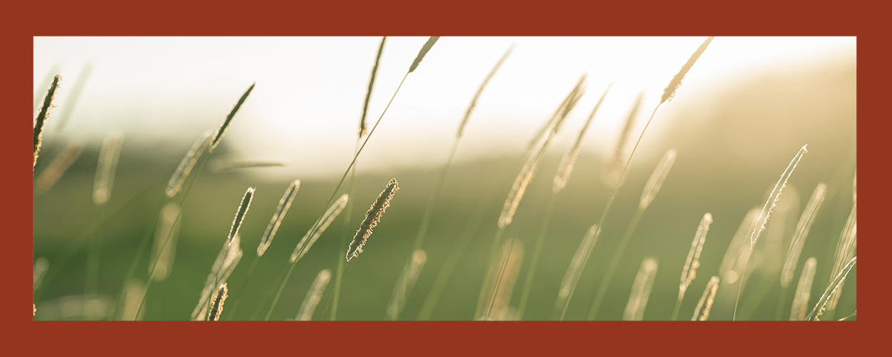From Seed to Feed Caring for and Harvesting Timothy Hay