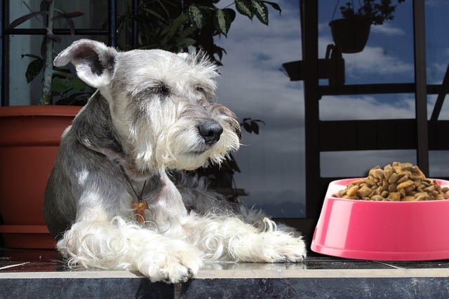 Schnauzer miniatura Conoce esta curiosa raza de perritos con barba.
