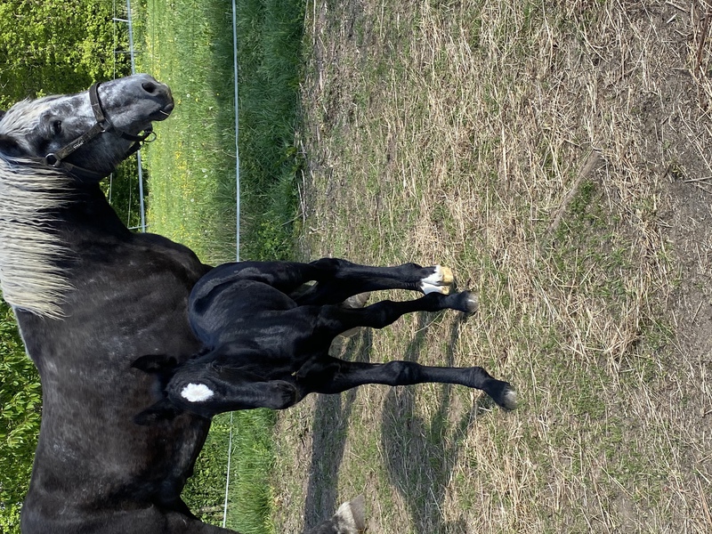 PercheronZucht Lang Fohlen 2020