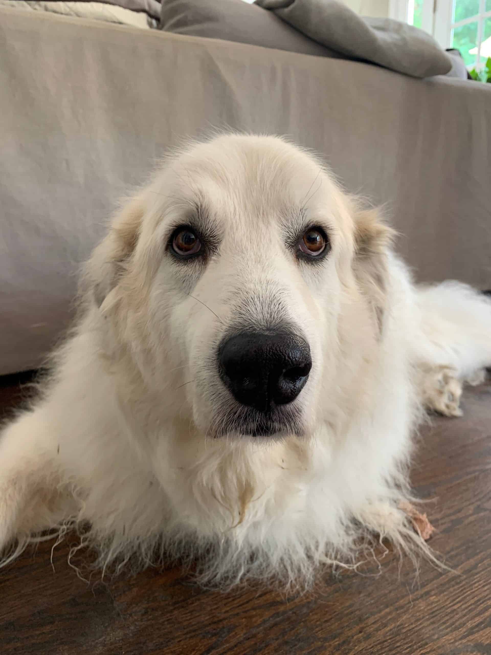 Can You Claim For A Guard Dog