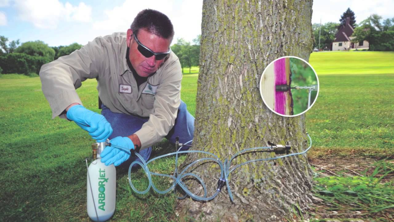 Tree and Shrub Program Perennial Green