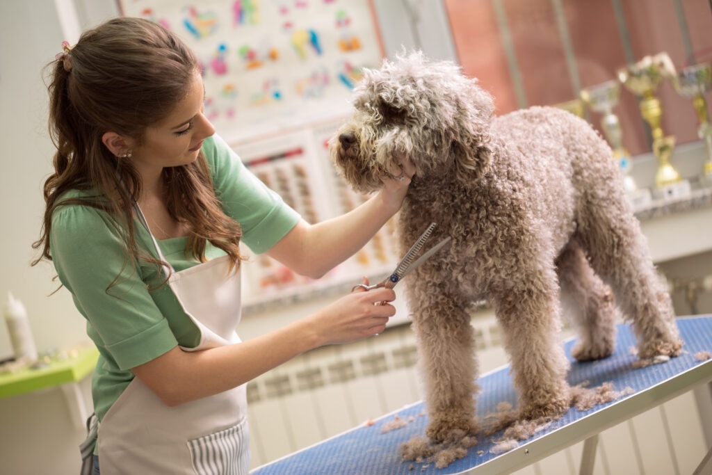 How Often Should You Groom Your Dog? Perfect Pooches