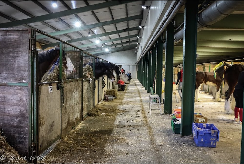Stable tours staged at world’s largest gathering of Shire horses