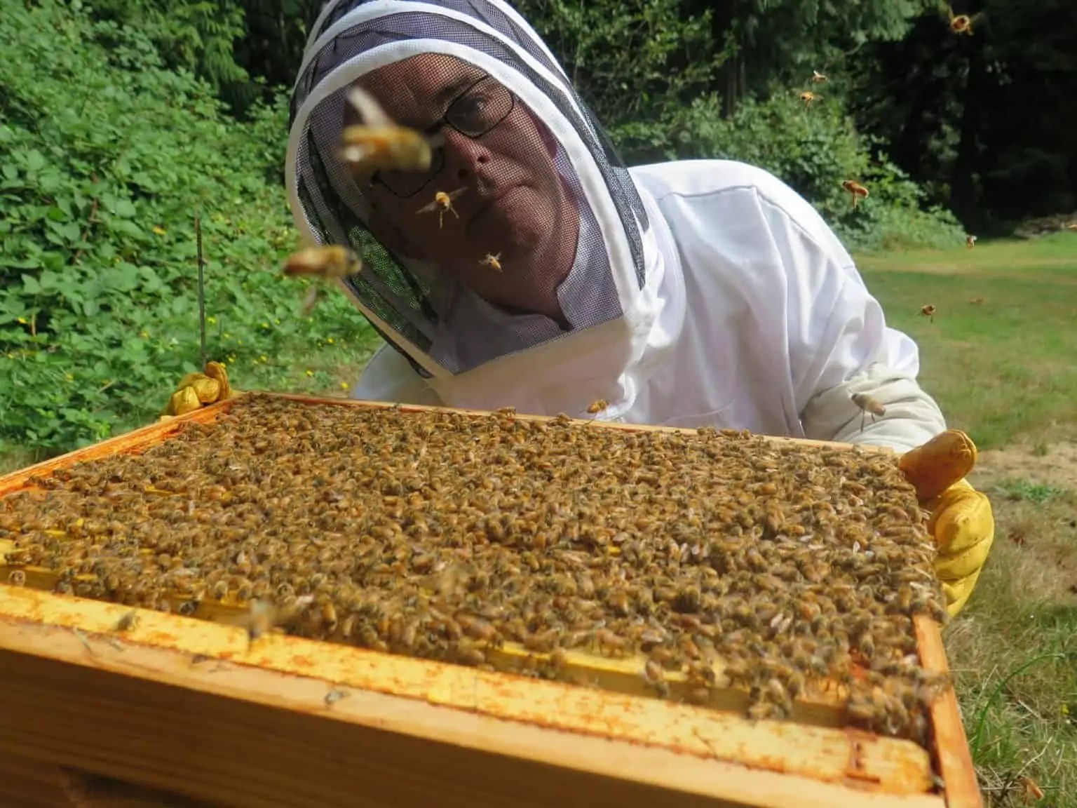 Is Beekeeping Right For You? PerfectBee