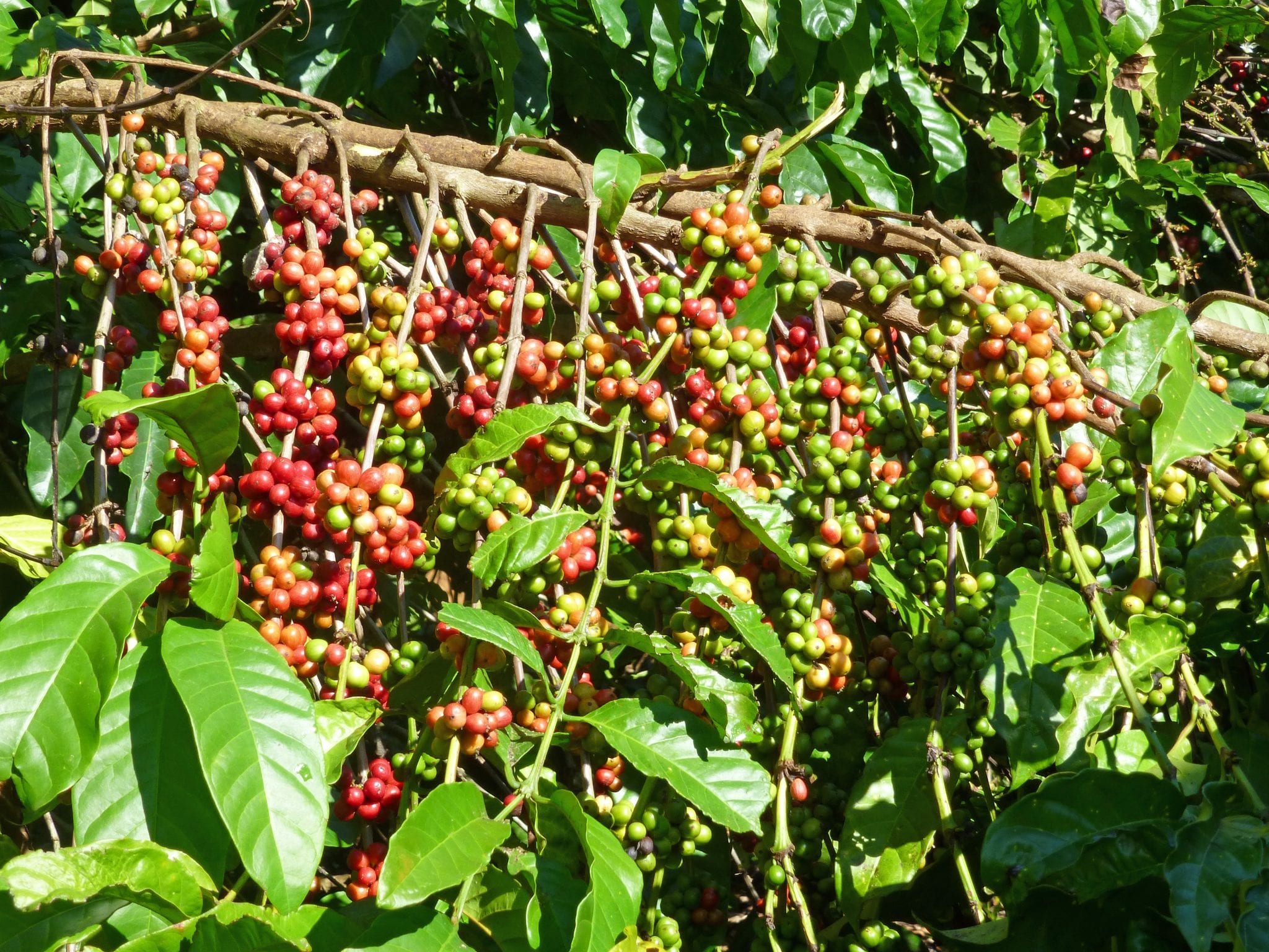Coffee 101 A VIDEO Guide to Arabica & Robusta Perfect