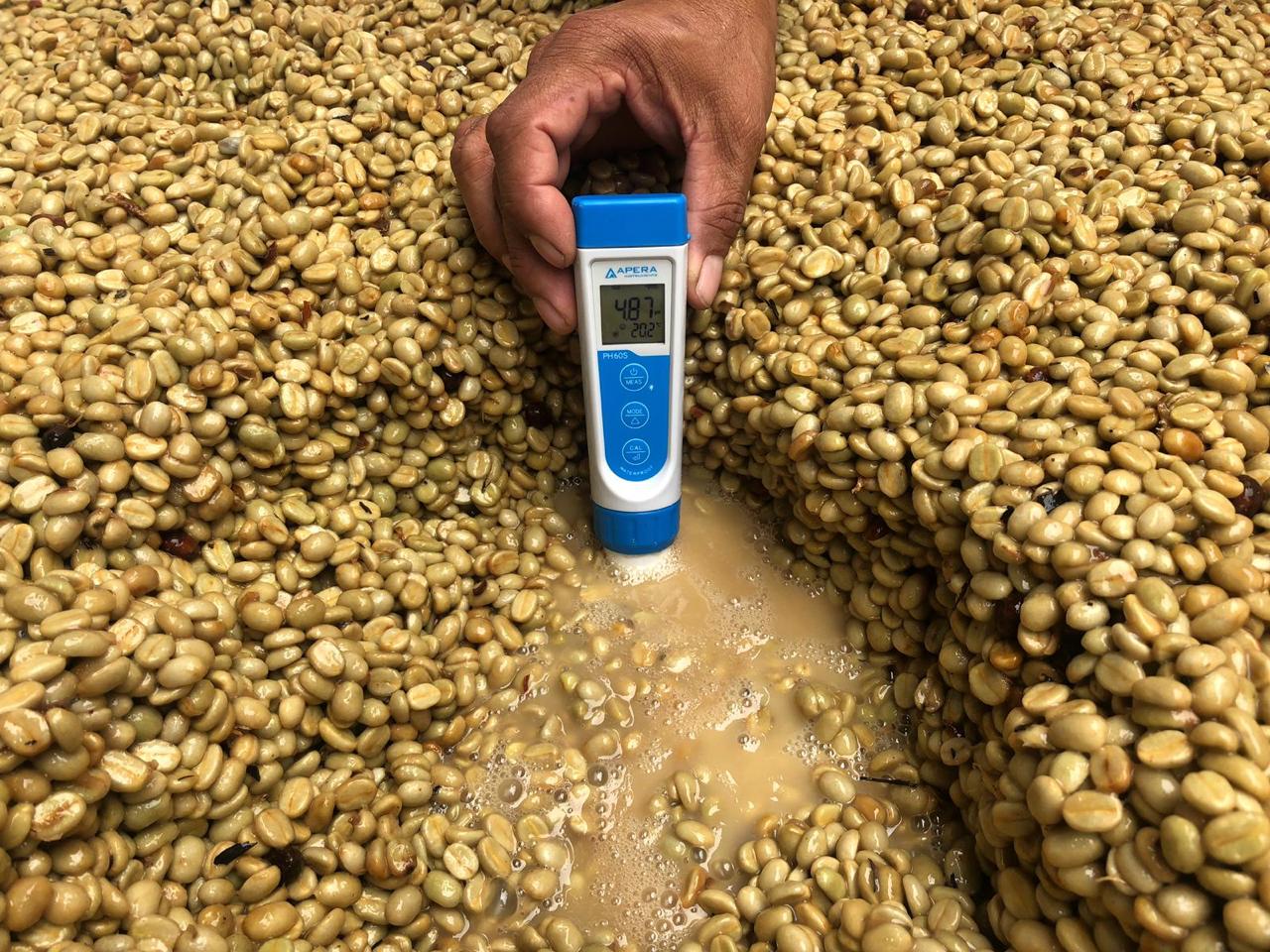 How to Ensure Consistency in Coffee Fermentation & Processing LaptrinhX / News