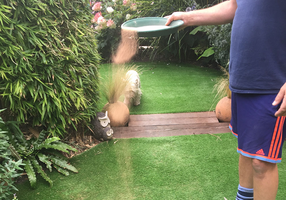 How Do You Stop Dog Pee From Killing Grass