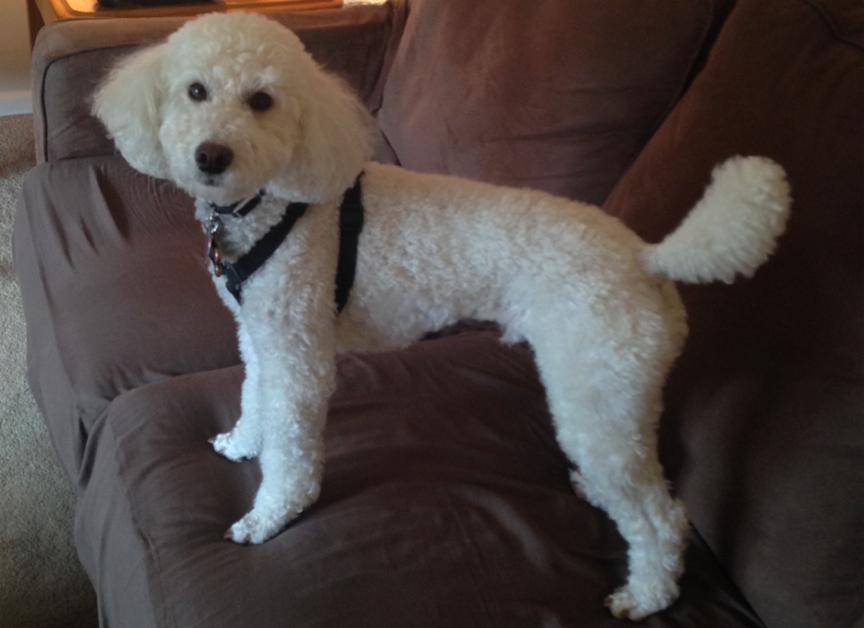 Available Dogs