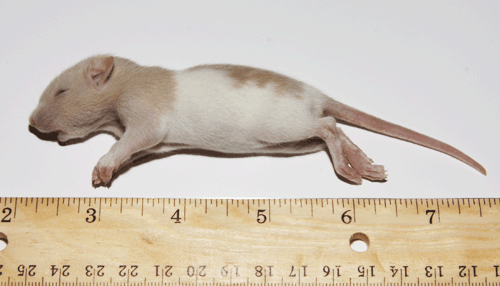 Rat Pups (25/Pack) - Feeder Rodents: Frozen Feeder Rodents