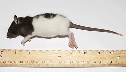 Small Rats (15/Pack) - Feeder Rodents: Frozen Feeder Rodents