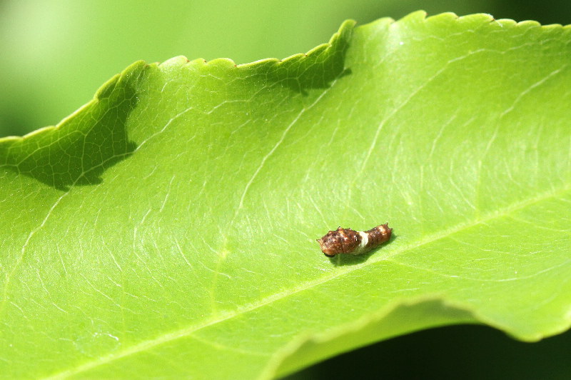Tiger Swallowtail (Papilio glaucus) Life Cycle