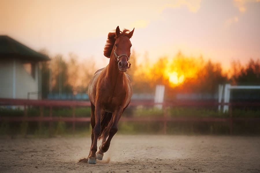 Howto Guide Horse Arena Dust Control Performance Footing