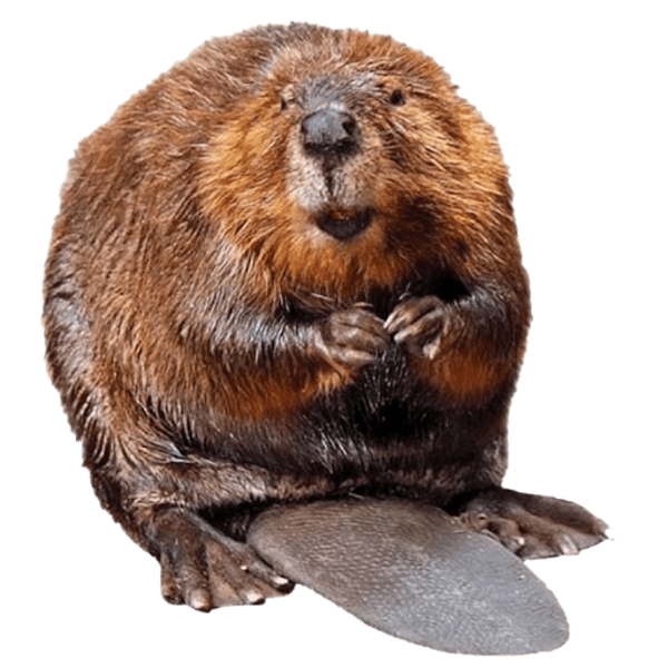 Castoreum Givco 116/3 (base castóreo) Perfumistico A casa do perfumista