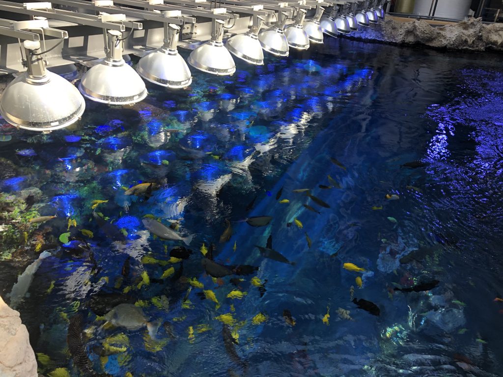 You are issued a tour guide who is an actual marine biologist who works behind the seas and really knows their stuff. Top 4 Stops On the Aquarium BehindtheScenes Tour