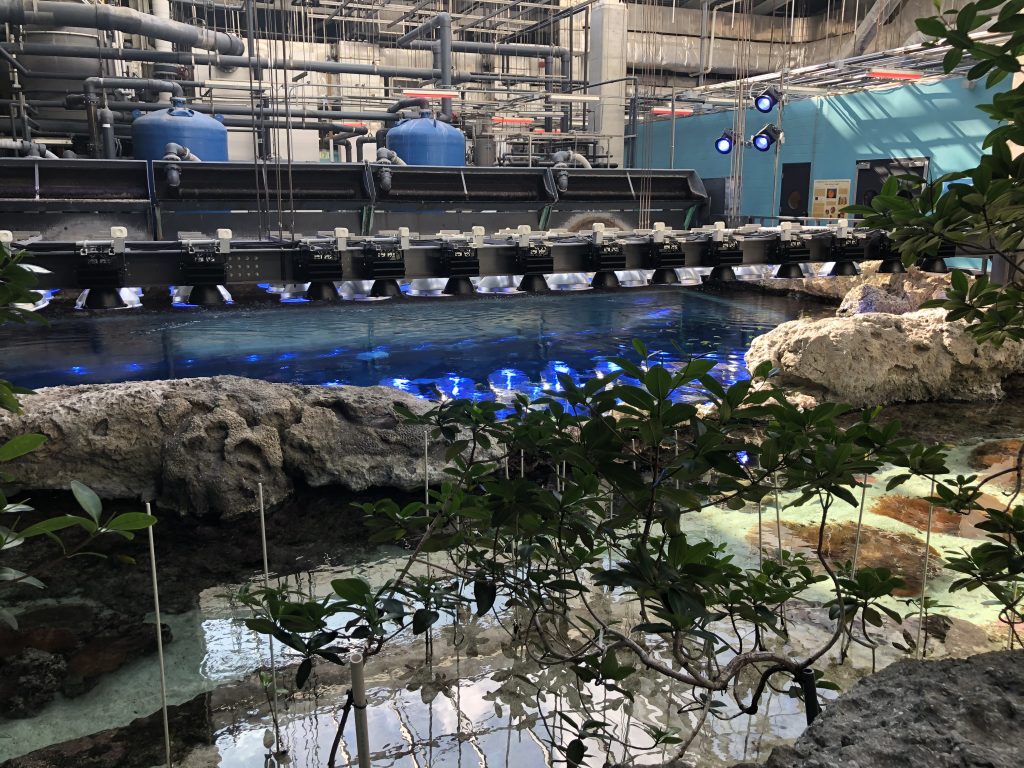 Web explore the secret world behind georgia aquarium. Top 4 Stops On the Aquarium BehindtheScenes Tour