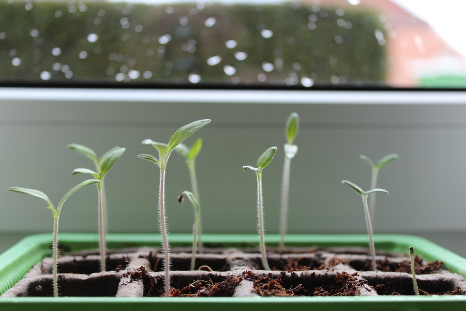 Germination Planting Beans Perkins eLearning